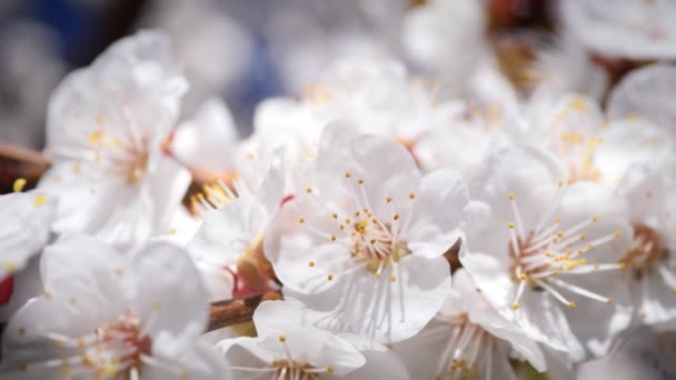 Frühling Aprikosenblüten. Blühender Baum. Ein Ast, der im Wind schwingt. 4k-Video — Stockvideo