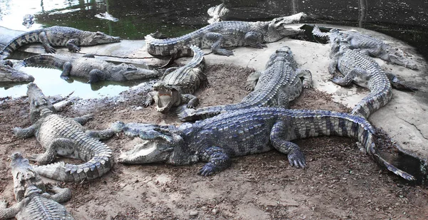 Злые крокодилы на ферме — стоковое фото