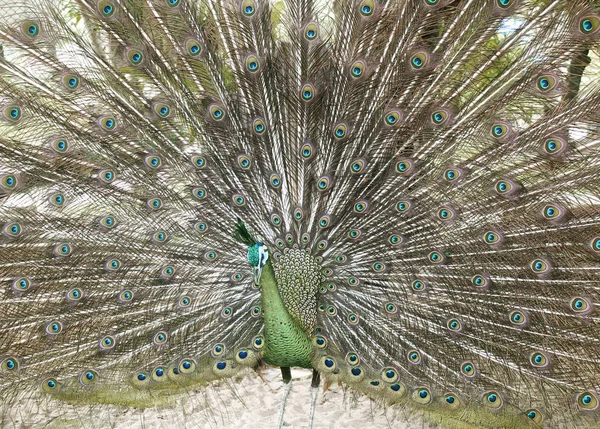 Beautiful Green Peafowl with colorful tail