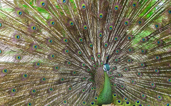 Beautiful Green Peafowl with colorful tail
