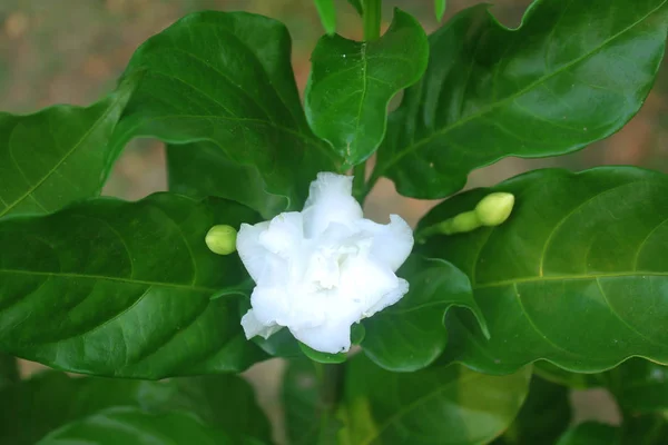 白い花緑豊かな熱帯成長に対して. — ストック写真