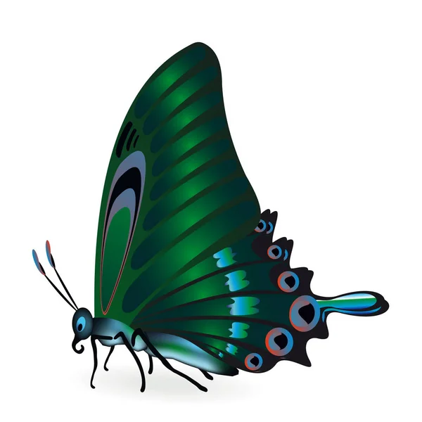 Mariposa verde sobre blanco — Vector de stock