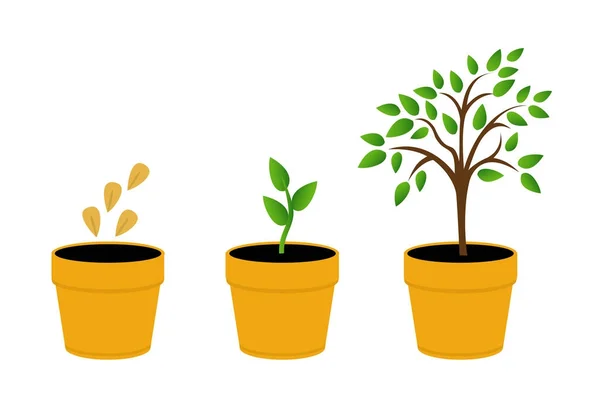 Uppsättning illustrationer med faser växternas tillväxt — Stock vektor