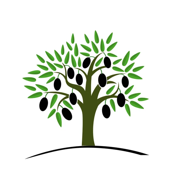 Olivier aux feuilles vertes. Arbre aux olives noires . — Image vectorielle