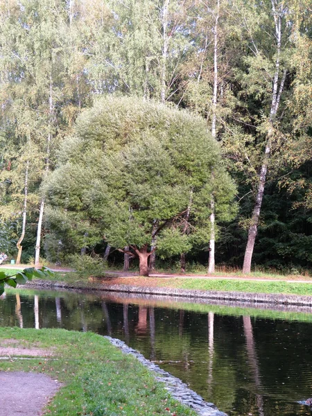 Hermoso árbol en un parque en la orilla de un estanque — Foto de Stock