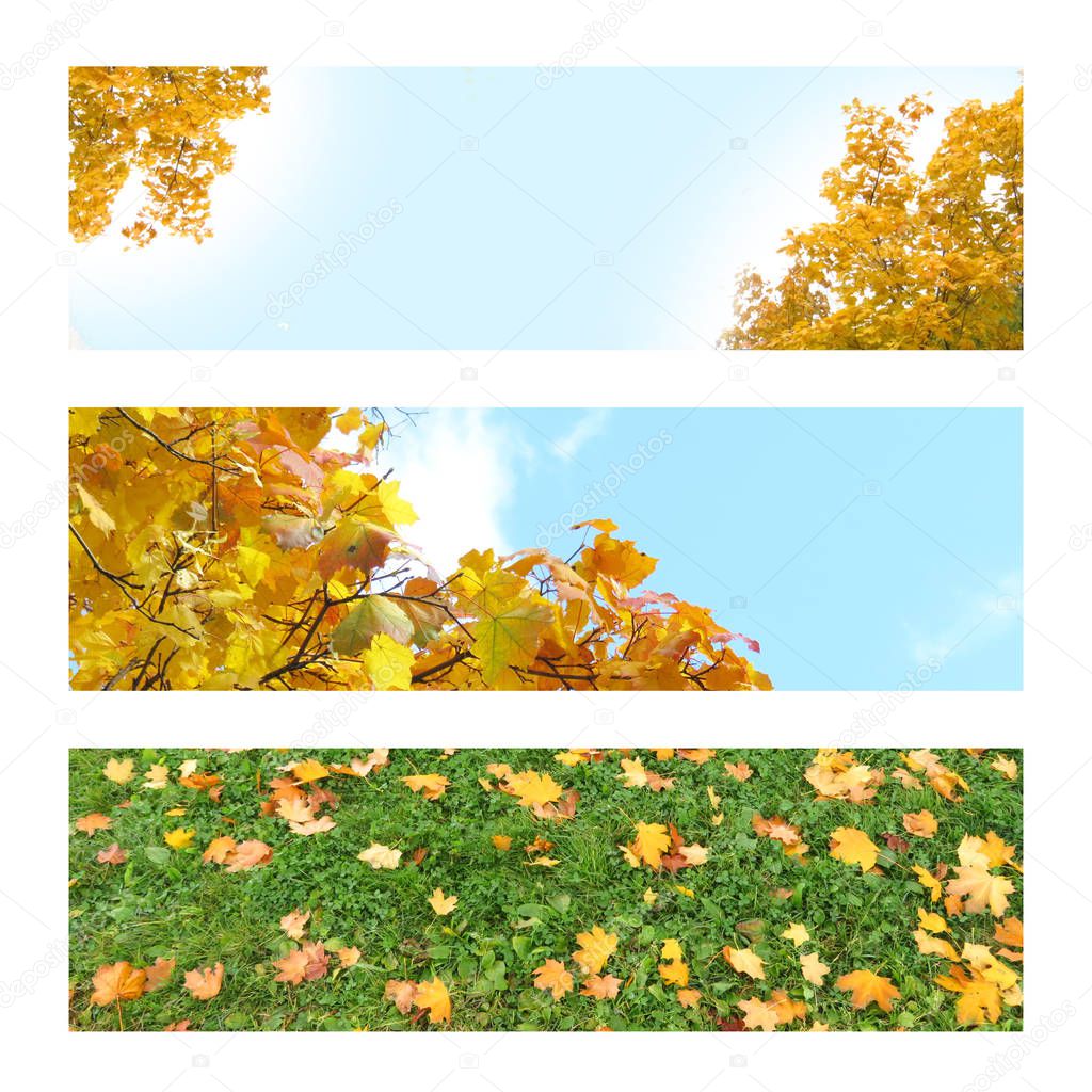 three photo background for autumn banners. Autumn trees, leaves