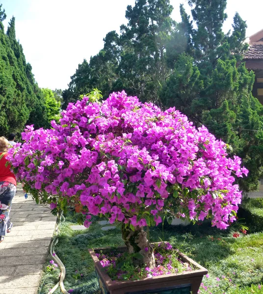 Mooie decoratieve kleine boom met magenta-bloemen. — Stockfoto