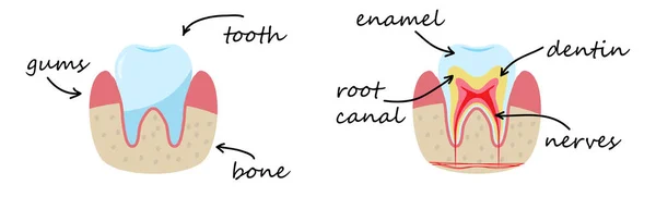 Демонстрационный плакат. десны, кости, эмаль, дентин, нервы . — стоковый вектор