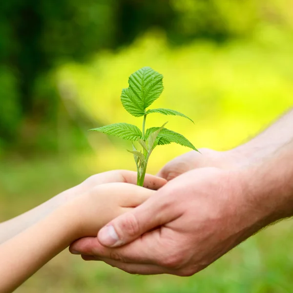 Hands holding green plant — Stock Photo, Image