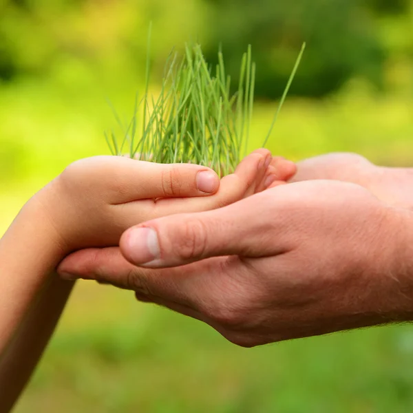 Mãos segurando planta verde — Fotografia de Stock