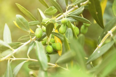 zeytin ağaçları Bahçe