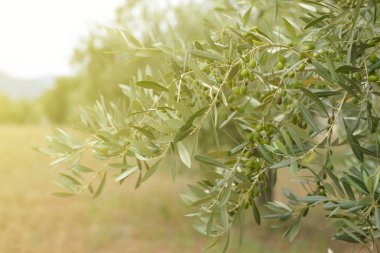 zeytin ağaçları Bahçe