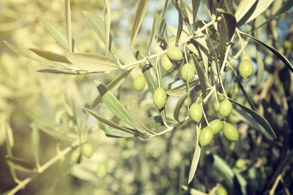 Olijfbomen tuin — Stockfoto