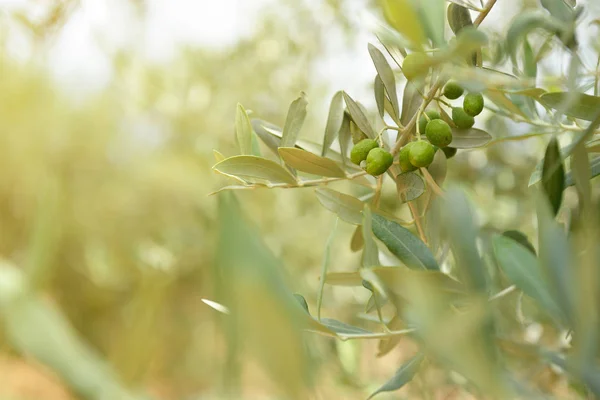 Olijfbomen tuin — Stockfoto