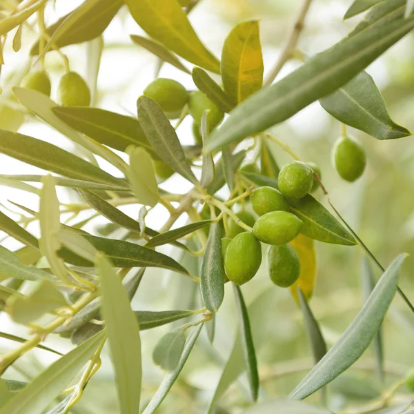 fresh green Olive trees