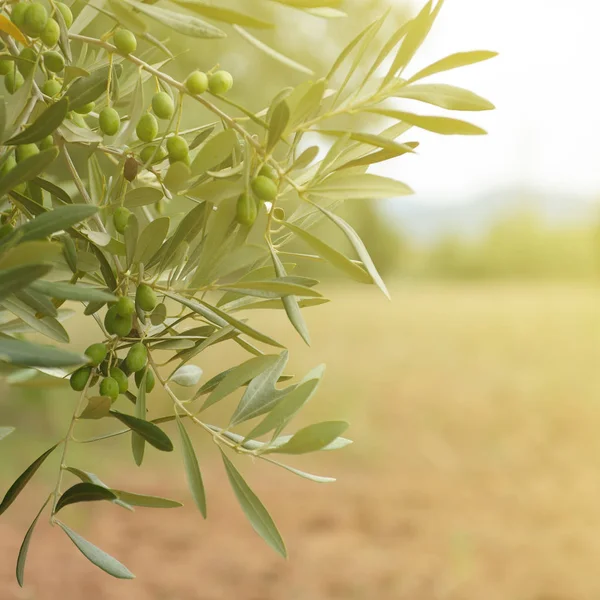 Taze yeşil zeytin ağaçları — Stok fotoğraf