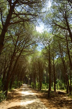 Çam ormanında yol