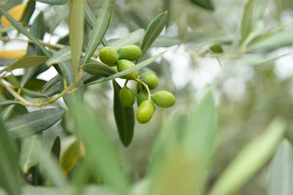 Frische grüne Olivenbäume — Stockfoto