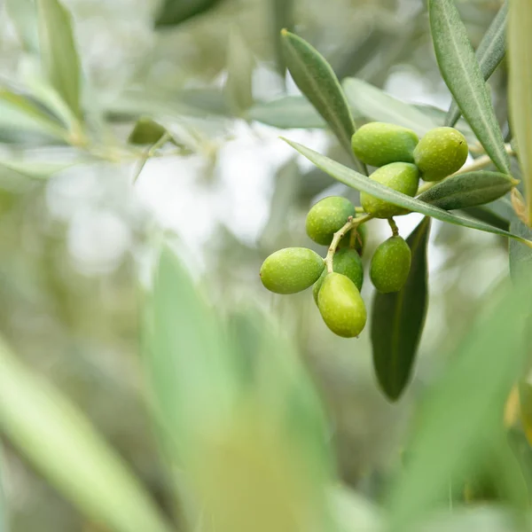 Färska gröna olivträd — Stockfoto