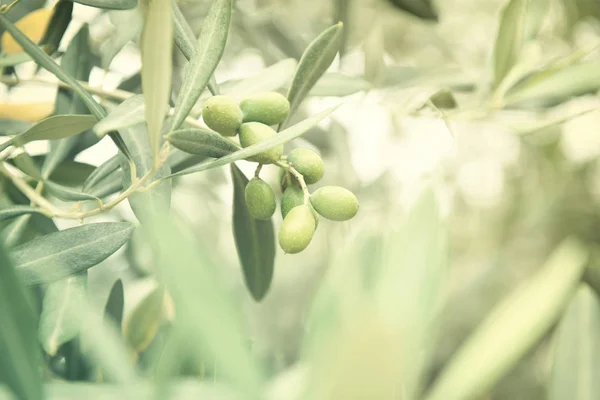 Frische grüne Olivenbäume — Stockfoto