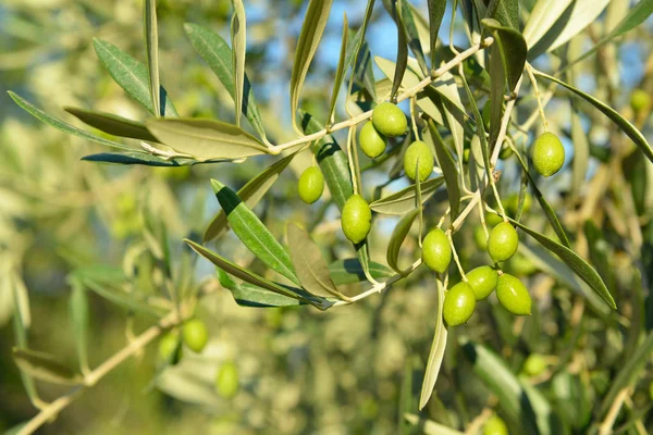 Beautiful fresh Olive trees