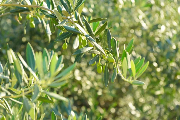 Krásné čerstvé olivovníky — Stock fotografie