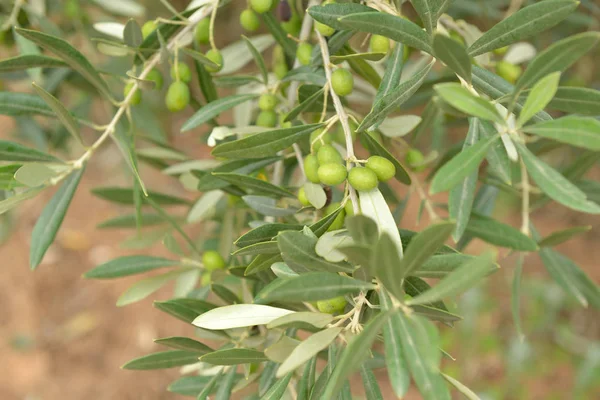 Grüner Olivengarten — Stockfoto