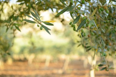 taze yeşil zeytin Bahçe
