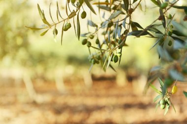 taze yeşil zeytin Bahçe
