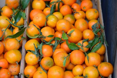 Sepet içinde olgunlaşmış mandalina