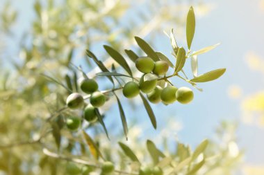 taze yeşil zeytin ağaçları