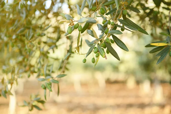 Groene Olive garden — Stockfoto