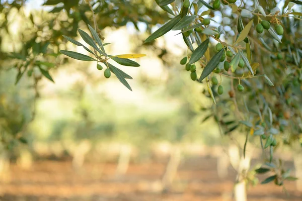 Φρέσκο πράσινο Olive garden — Φωτογραφία Αρχείου