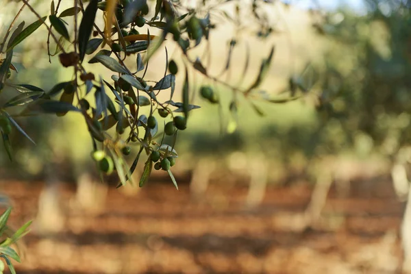 Färska gröna Olive garden — Stockfoto