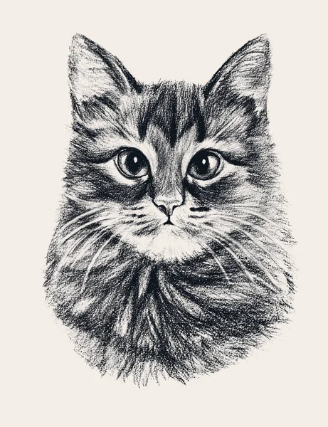 Hand drawn cat — Stock Photo, Image