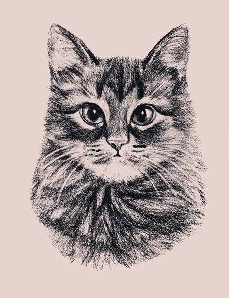 手描き下ろし猫 — ストック写真