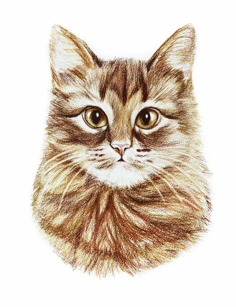 Hand drawn cat — Stock Photo, Image