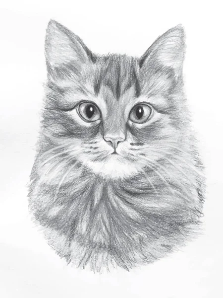 Gato dibujado a mano — Foto de Stock