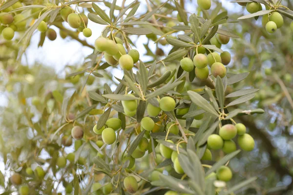 Frischer grüner Olivengarten — Stockfoto