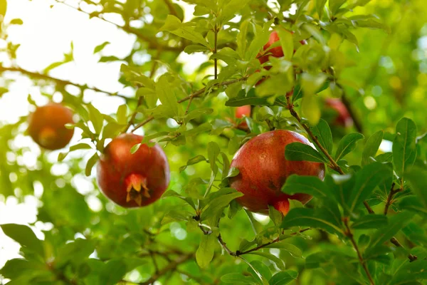 Гранатовое дерево с фруктами — стоковое фото
