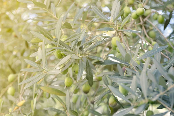 Taze yeşil zeytin ağaçları — Stok fotoğraf