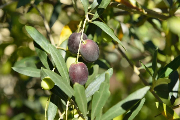 Färsk oliv träd trädgård — Stockfoto