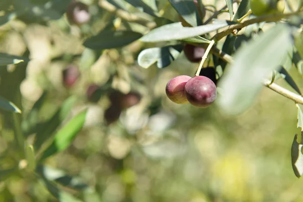 Vackra oliv träd trädgård — Stockfoto