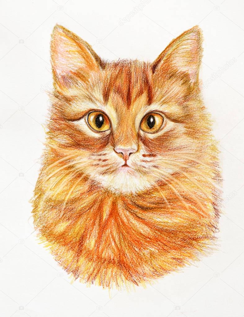 Illustrazione del gatto disegnato a mano con matite colorate — Foto di khorzhevska