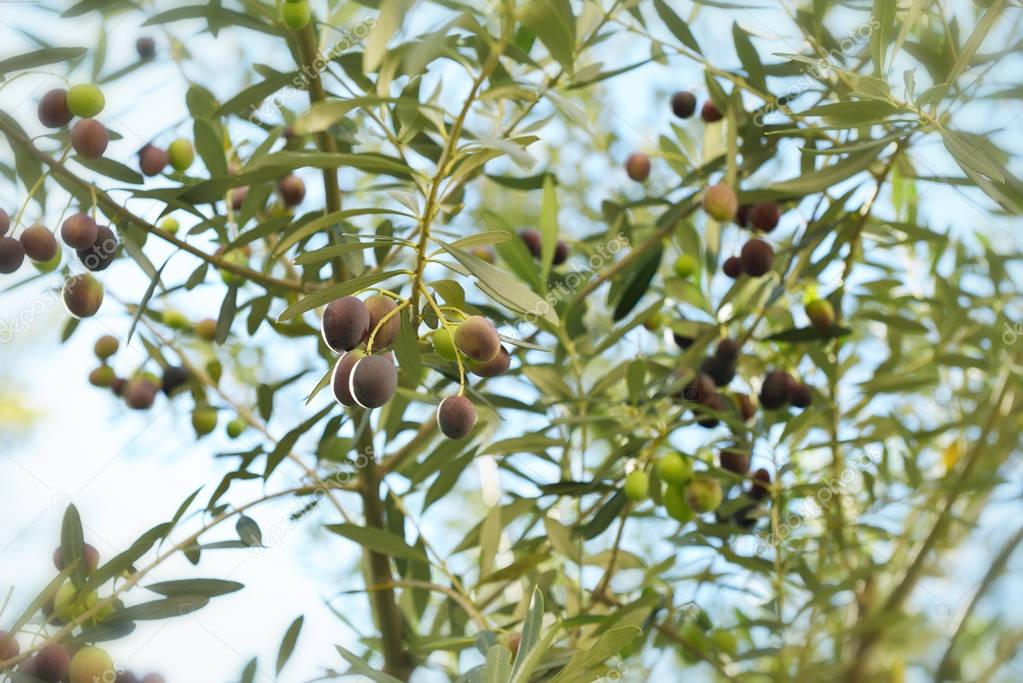 fresh green Olive trees