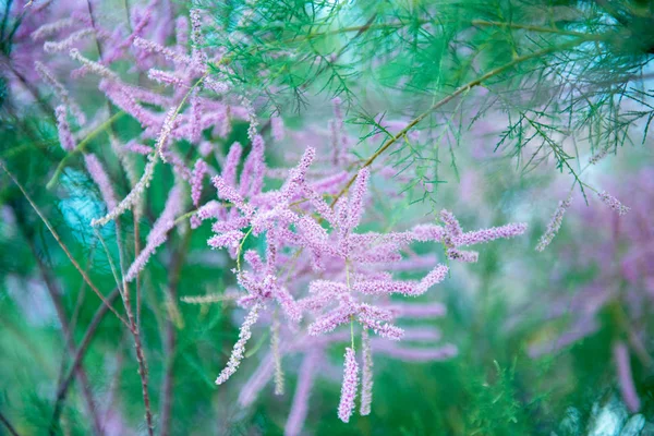 Flori frumoase, focalizare moale, tonifiere imagine. Frumuseţe în natură. Deci... — Fotografie, imagine de stoc