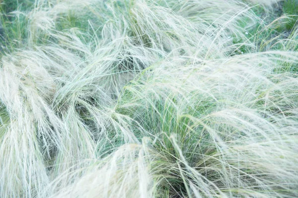 Feather grass, soft focus. Beautiful abstract nature background — Stock Photo, Image