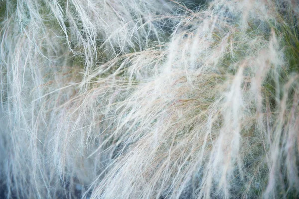 Péřová tráva, měkké zaostření. Krásné abstraktní povahy pozadí — Stock fotografie
