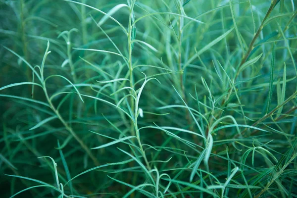 Садовая трава, мягкий фокус, добавлен шум. Красота в природе . — стоковое фото