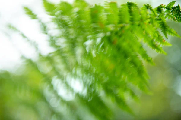 Fundo natureza mágica de folhas de samambaia verde fresco, azul macio — Fotografia de Stock